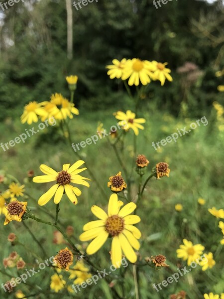 Flowers Roses Plant Colorful Green