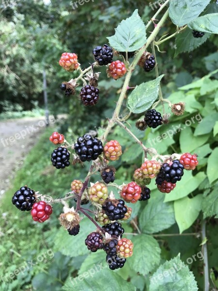 Berries Flowers Roses Plant Colorful