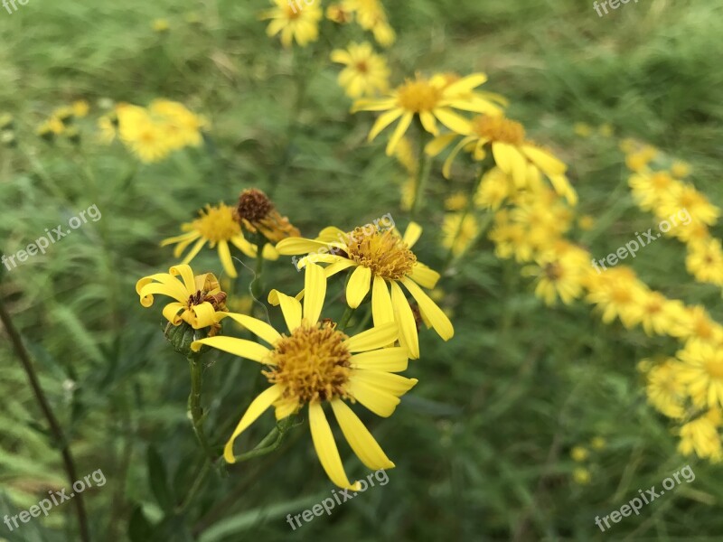 Flowers Roses Plant Colorful Green