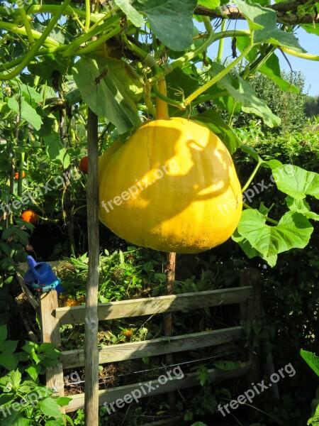 Eat Food Vegetables Harvest Garden