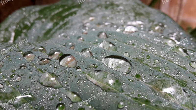 Hosta Plant Moisture Rain Water