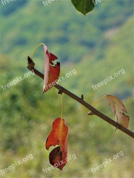 Leaves Nature The Leaves Are Tree Dry Leaves