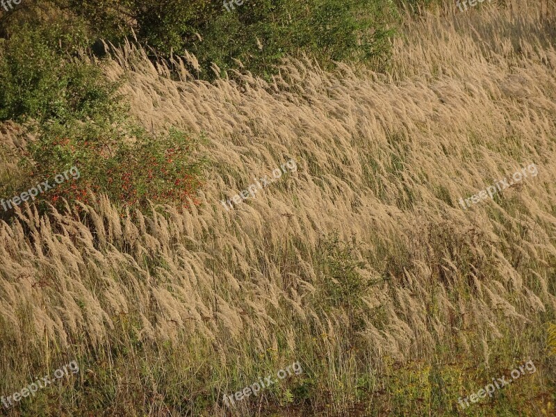 Field Spike Wheat Landscape Yellow