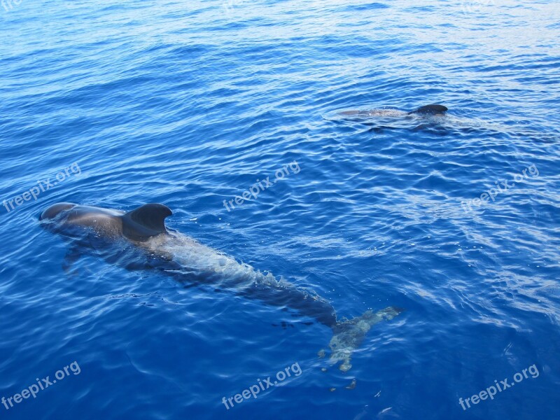 Sea Whale Big Fish Free Photos