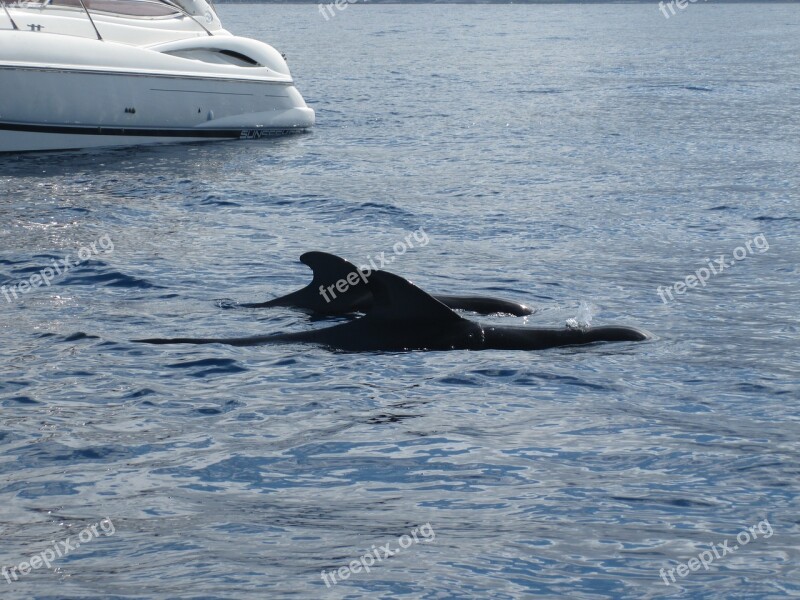 Boat Whale Sea Free Photos