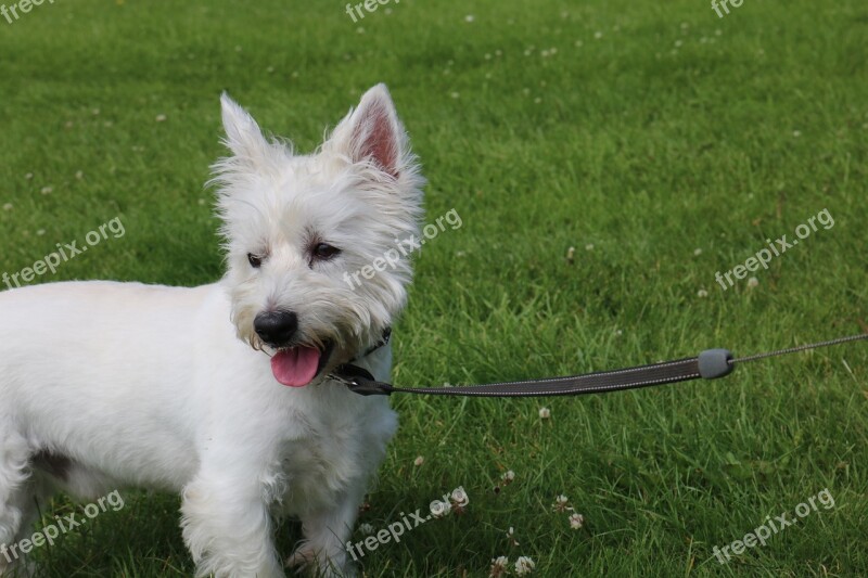 Dog Highland Terrier White Terrier Highland