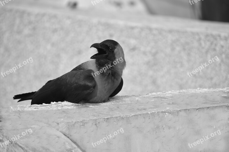 Crow Grey-necked House Crow Basking Monochrome