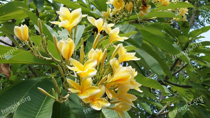 Plumeria Plant Flower Free Photos