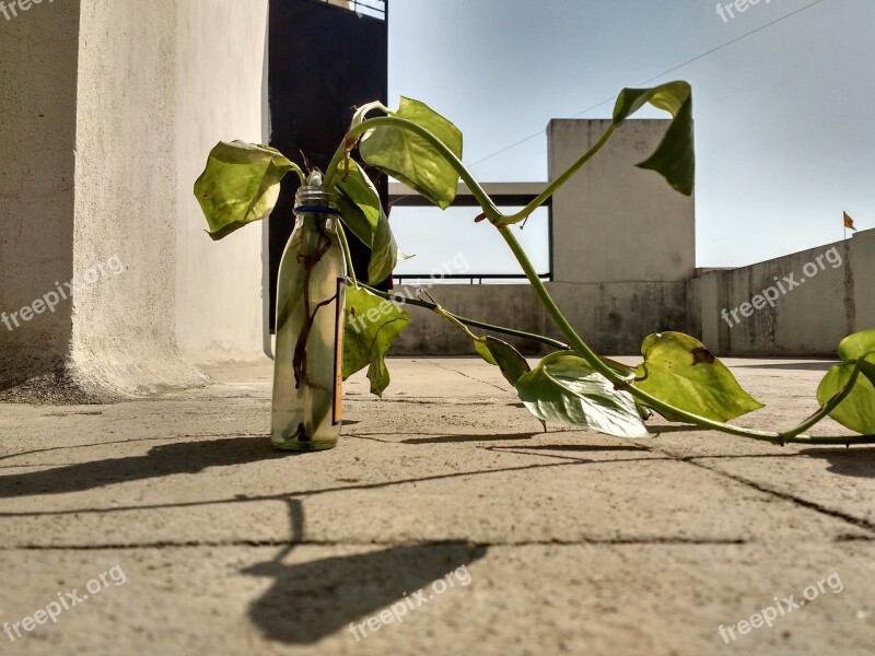 Money Plant Portrait Plant Green Water