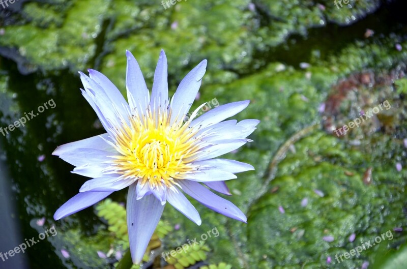 Lotus Flowers Semi Circle Kite Plants