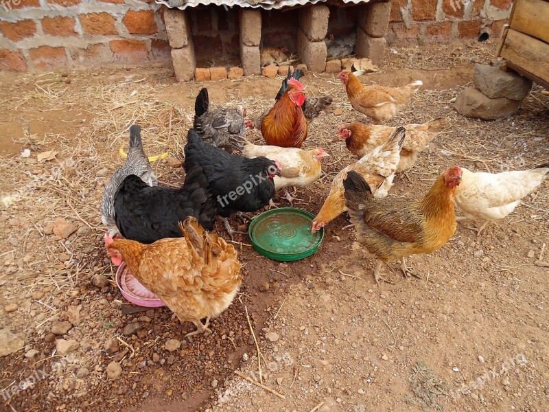 Poultry Farming Africa Moshi Tanzania Chicken