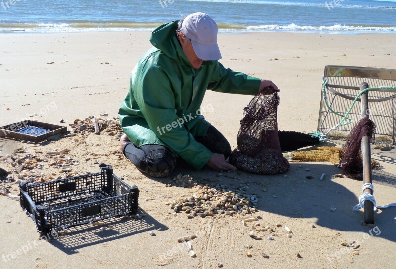 Labor Fisheries Shells Shellfish Beach