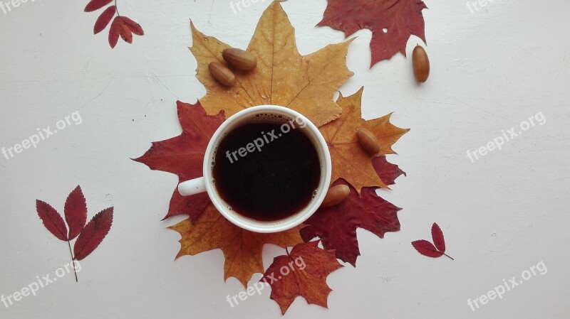 Autumn Foliage Herbarium Tea Acorns