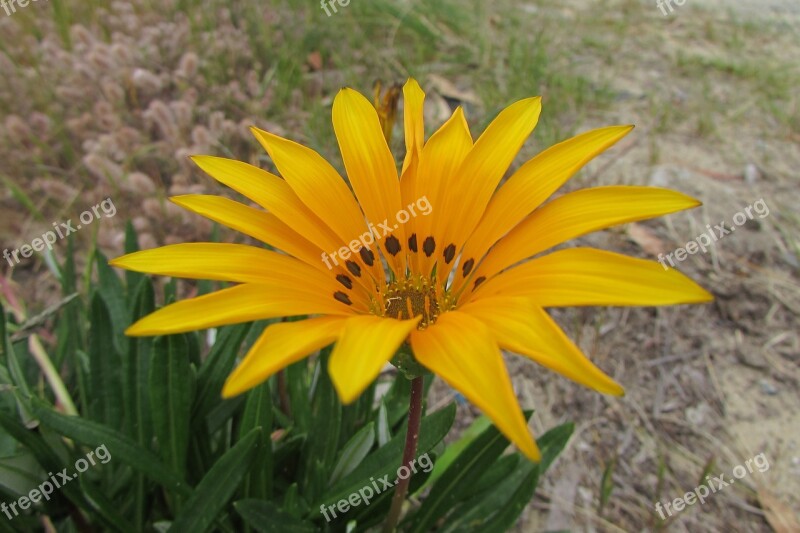 Yellow Flower Natural Street Nature