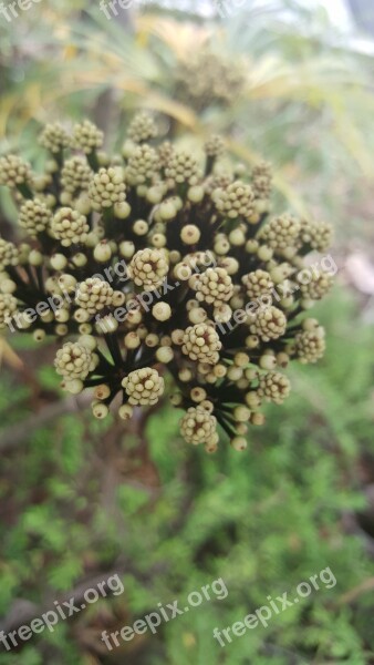 Wild Flower Peal Spring Plant