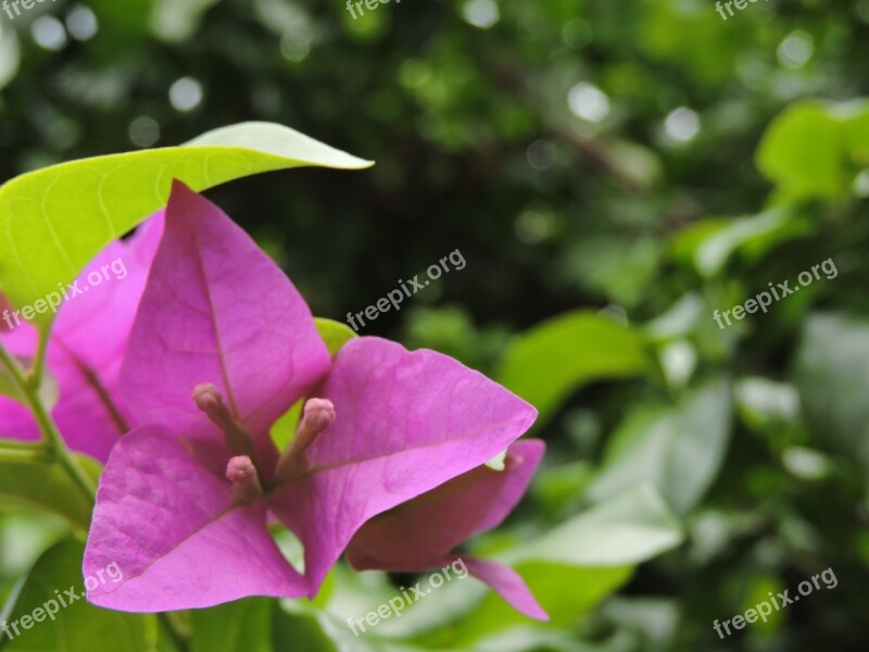 Nature Beauty Plants Flower Garden