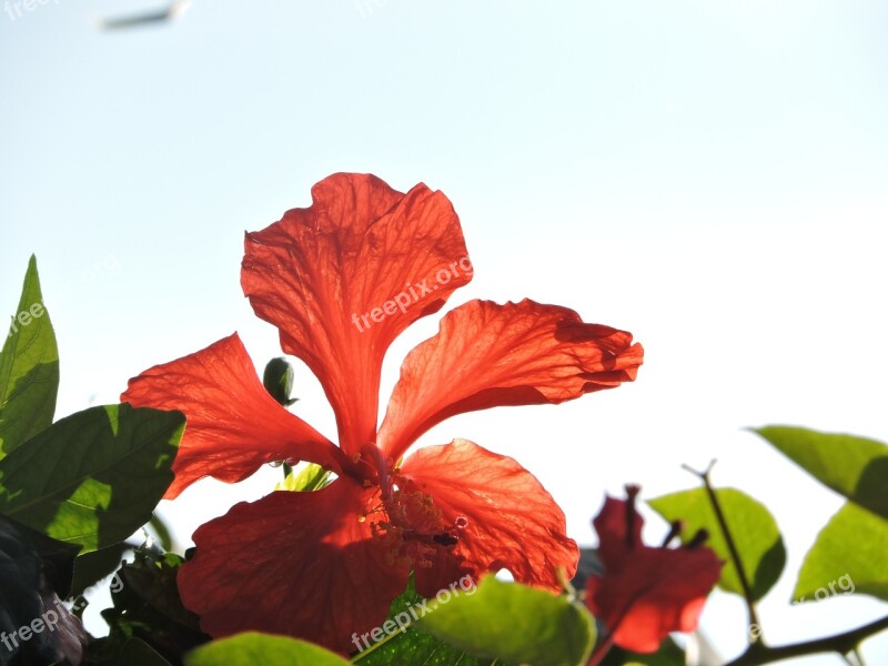 Flowers Network Red Red Flowers Garden