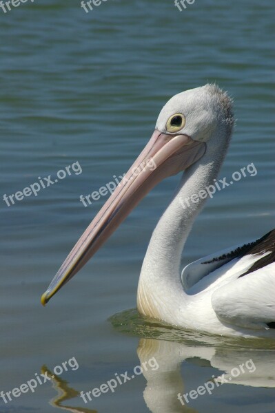 Pelican Bird Wildlife Animal Ornithology