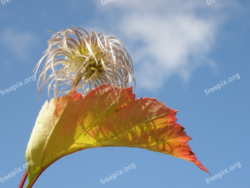 Autumn Foliage Listopad Autumn Colorful Leaves Yellow Leaves