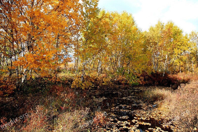 Autumn Forest Mountains Fall Colors Golden Autumn Listopad