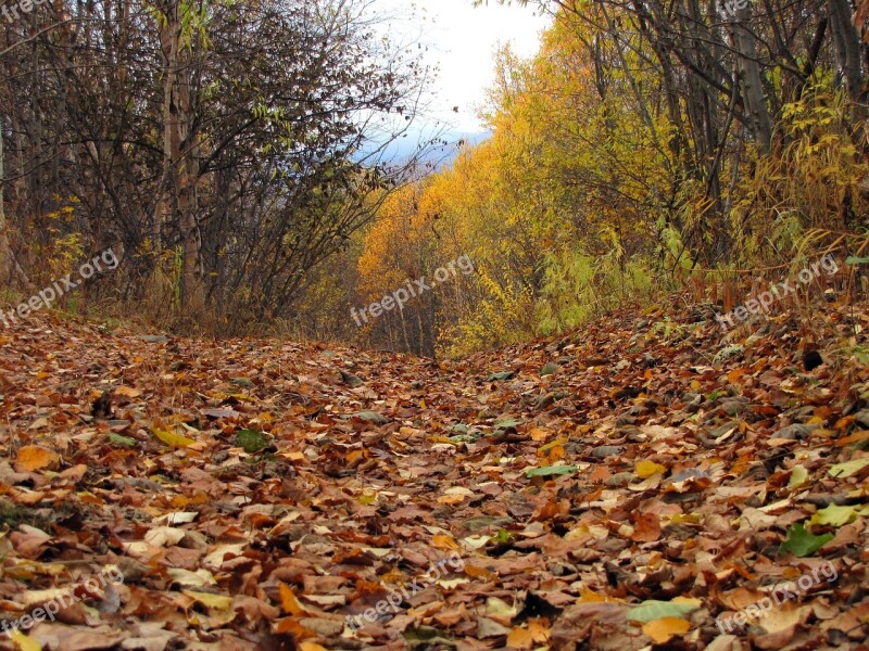 Autumn Forest Mountains Fall Colors Golden Autumn Listopad