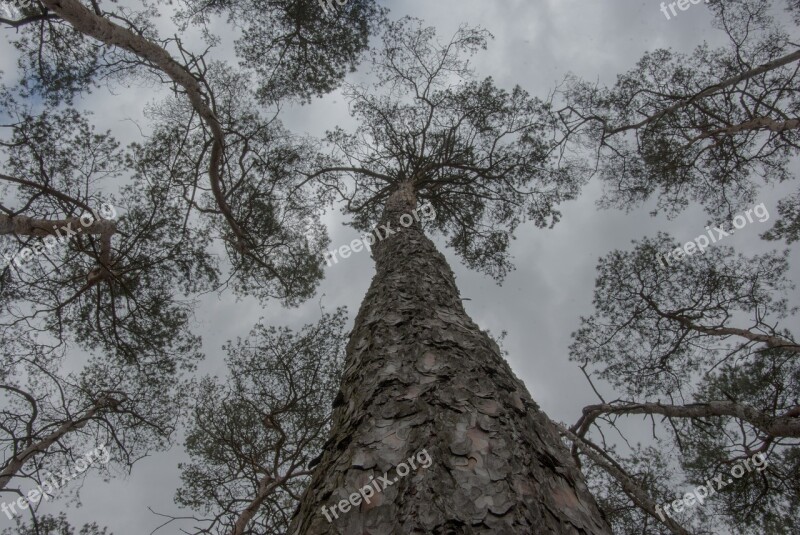 Trees Heaven The Forest Dark Tree Of Heaven Crown