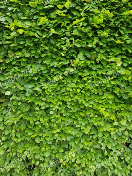 Fence Green Wall Leaves Free Photos