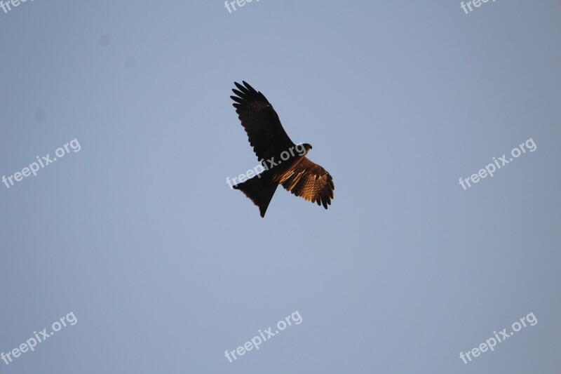 Black Kite Milvus Migrans Bird Predator