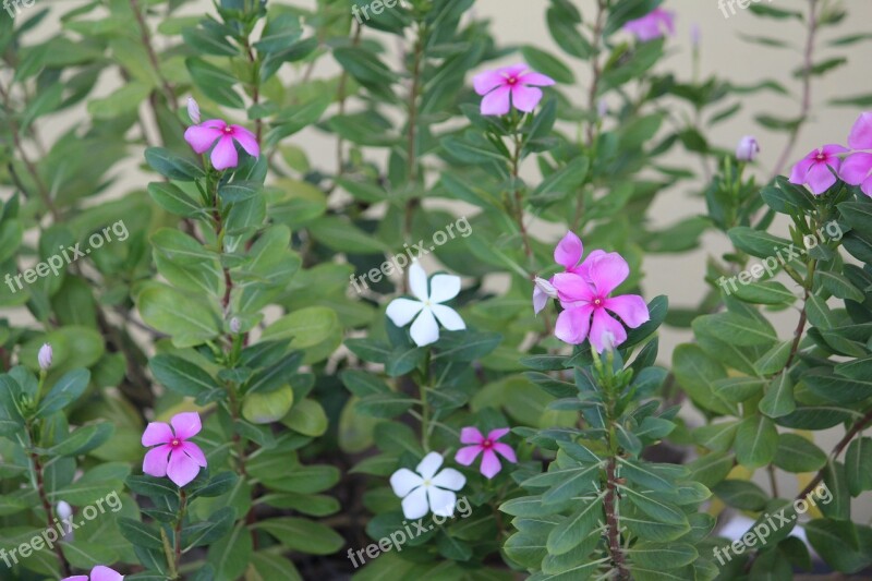 Periwinkle Flower Green White Plant