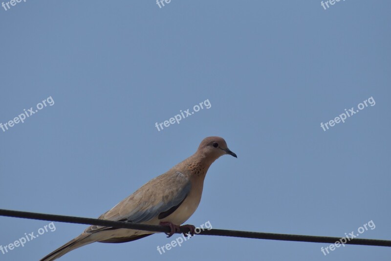 Mourning Dove Columbidae Brown Dove Bird Free Photos