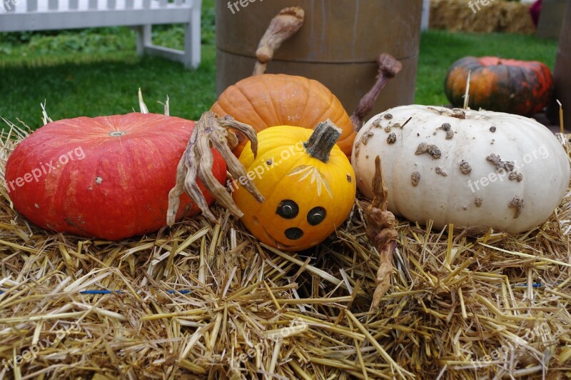 Pumpkin Halloween Autumn Nature Faces