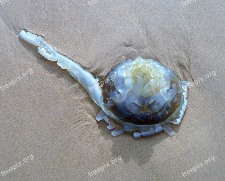 Animal Jellyfish Beach Washed Up Transparent