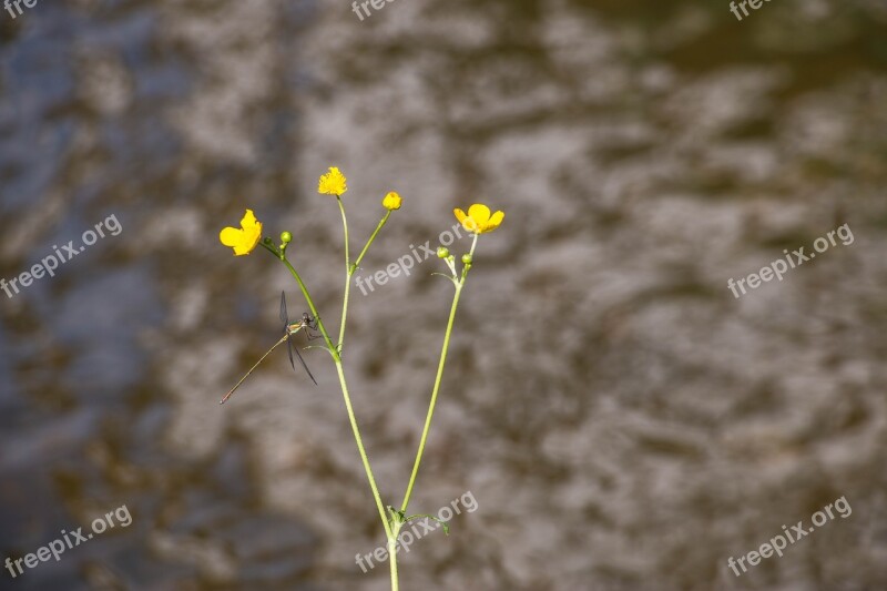 Park Pond Flowers Roses Money