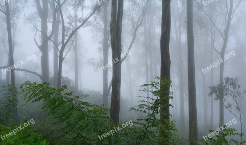 Fog Trees Nature Foggy Morning