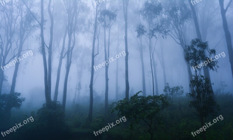 Fog Trees Nature Foggy Morning