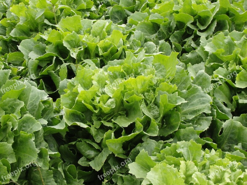 Endive Salad Lettuce Green Salad Vegetables Garden