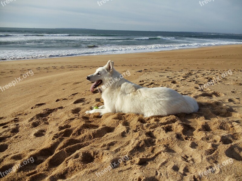 Swiss White Shepherd Dog Animals Sea I Wanted To Live With Animals