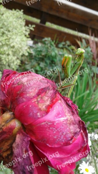 Mantis Insect Nature I Wanted To Live With Animals Free Photos