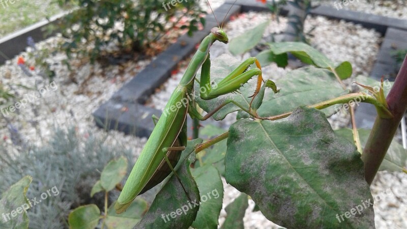 Mantis Insect Nature Free Photos