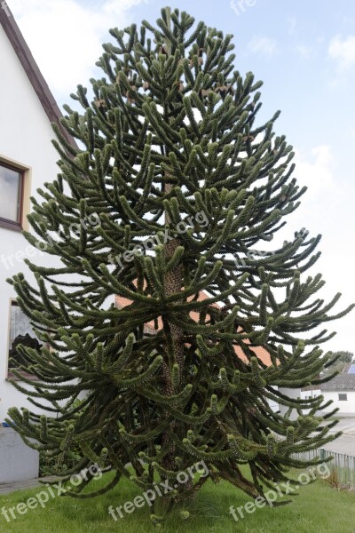 Araucaria Plant Garden Tree Nature