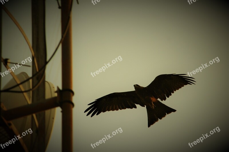 Black Kite Bird Milvus Migrans Predator