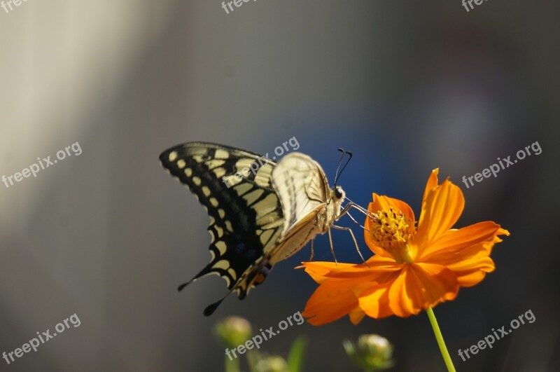 A Common Yellow Swallowtail Eaten Feathers Papilio Machaon Butterfly Huanghua Cosmos