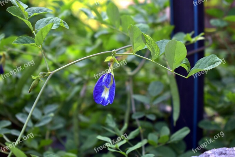 Butterfly Pea Clitoria Ternatea Vine Cordofan-pea Blue Flower Free Photos