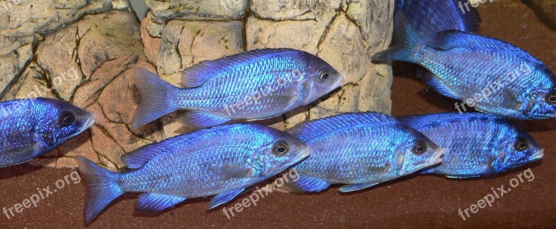 Whitelips Placido Chromis Phenochilus Mdoka White Lips Malawi Bass Aquarium