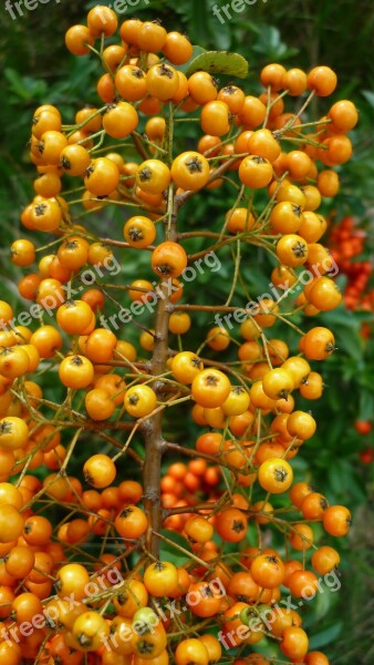 Sea Buckthorn Berry Bush Yellow Berries