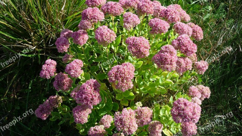 Stonecrop Flower Sedum Many Flower Balls Pink