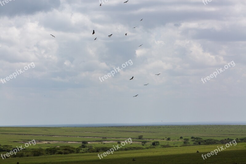 Birds Ngorongoro Conservation Area Tanzania Ngorongoro Africa