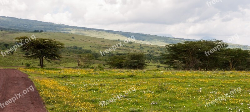 Flowers Grass Ngorongoro Conservation Area Tanzania Nature