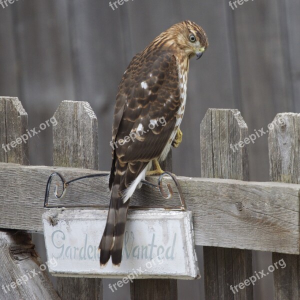 Hawk Gardener Animal Bird Raptor