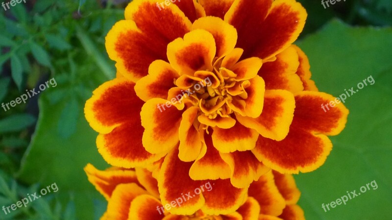 Marigold Magnificent Flowers Pattern Yellow Red Brown